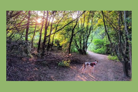 Park Berkenrhode huisdiervriendelijk park op de Hoge Veluwe HW378